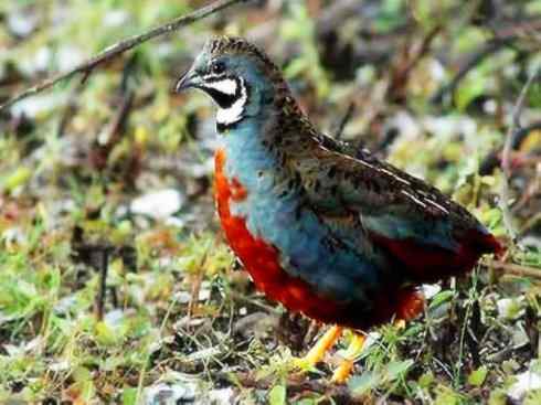 家禽驯化之源之十