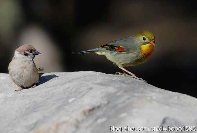 相思趣拍 贺三八国际妇女节