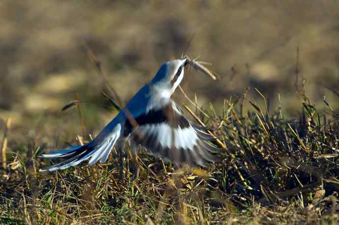 野鸭湖的楔尾伯劳吃什么？