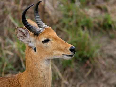 麒麟：传说的兽原型探秘（马羚）