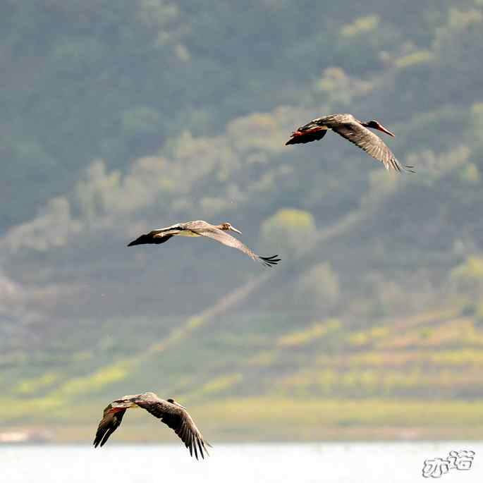白河堡&nbsp;wbr路&nbsp;wbr路遇黑鹳