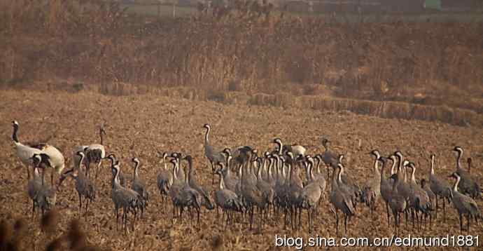 野外的珍禽丹顶鹤-穷人大炮及望远镜拍摄