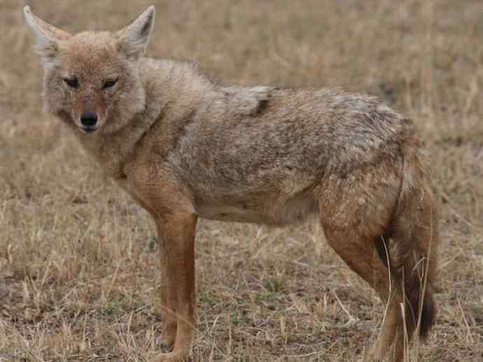 犬科:犬亚科犬属之金豺、黑背豺(胡狼类) 犬科:犬亚科犬属之金豺、黑背豺(胡狼类)