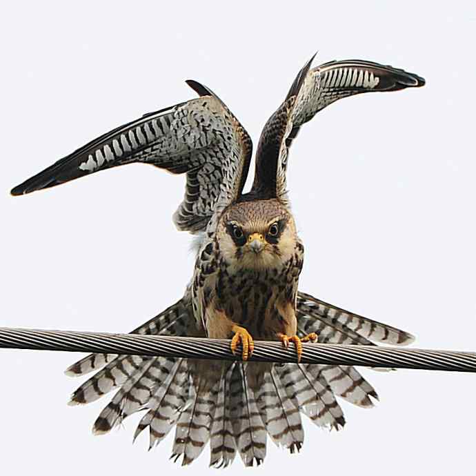 偶遇电线版黄爪隼（附议）