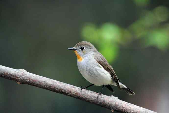 雄性红喉姬鹟(10) 雄性红喉姬鹟(10)