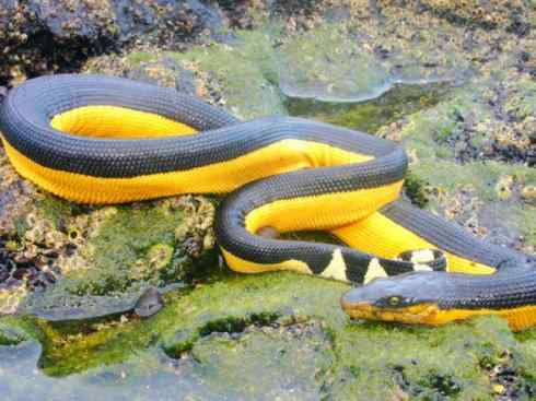 龙：传说的兽原型探秘（海蛇类）