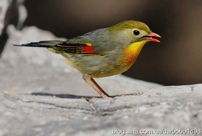 相思趣拍 贺三八国际妇女节
