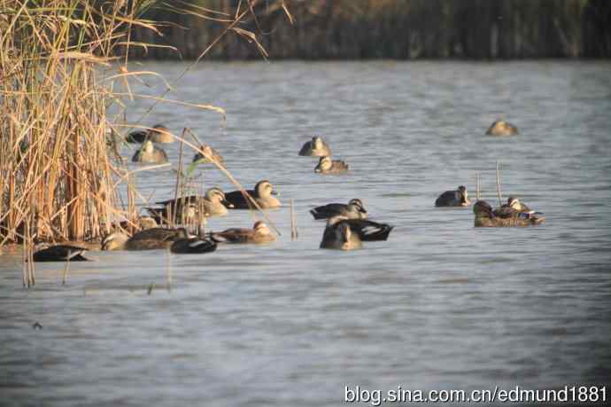 崇明东滩湿地公园观鸟记