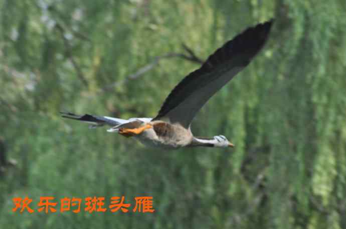 欢乐的斑头雁