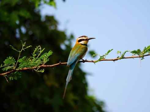 绝色攀禽：佛法僧目之蜂虎4