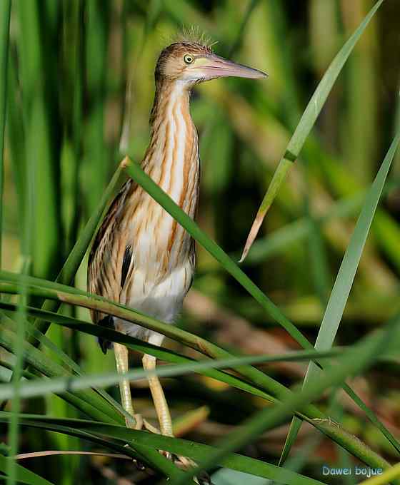 苇丛间的黄小鳽