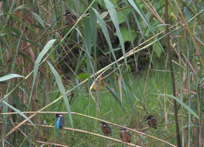 223.可爱小翠---（小翠鸟学本领）互动版