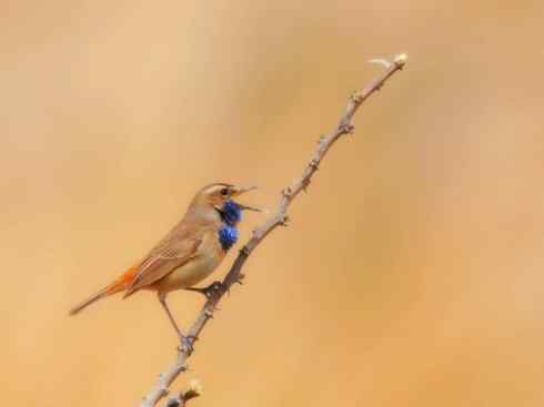 美丽无罪：雀鸟之溪鸲