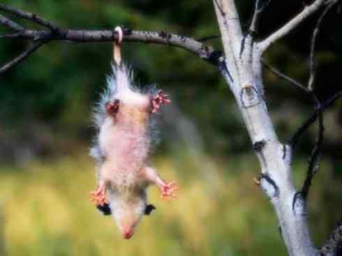 动物世界：山寨还是原创之十一