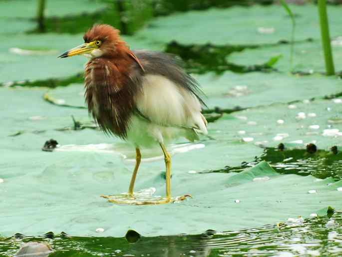 圆明园&nbsp;wbr路&nbsp;wbr荷塘深处觅食的池鹭