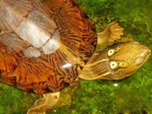 玄武：传说的兽原型探秘（潮龟）