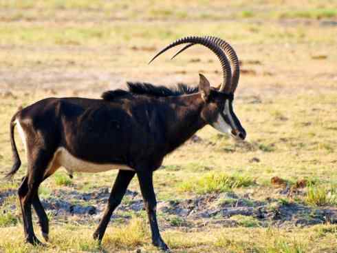 麒麟：传说的兽原型探秘（马羚）