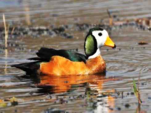 欣赏：美丽的栖鸭2