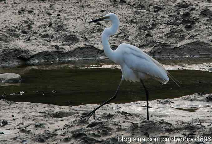 白鹭鸶飘然欲仙