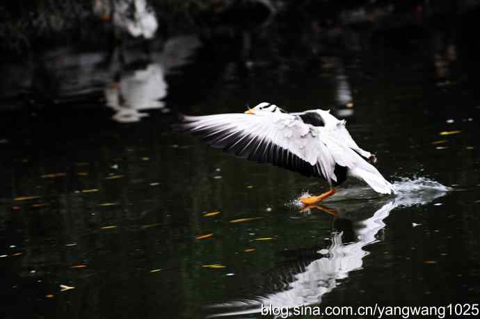 斑头雁（抓拍）2