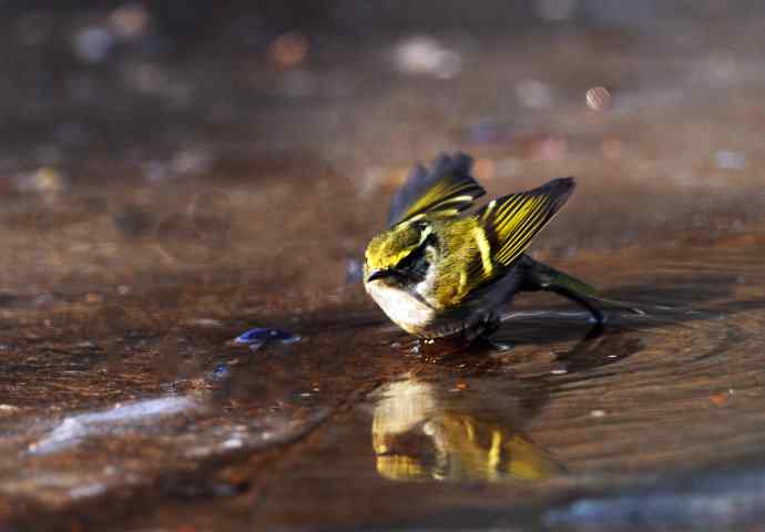 北京天坛公园的鸟类——酣畅淋漓腊月澡（柳莺）