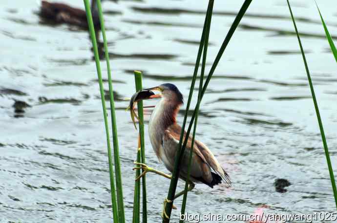 黄苇鳽捕鱼片段节选