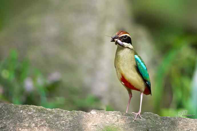 董寨的仙八色鸫