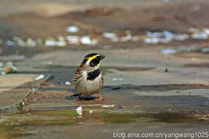 雄性黄喉鹀（6）