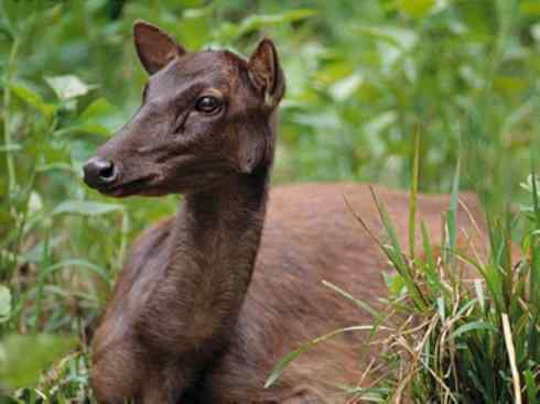 麒麟：传说的兽原型探秘（梅花鹿）