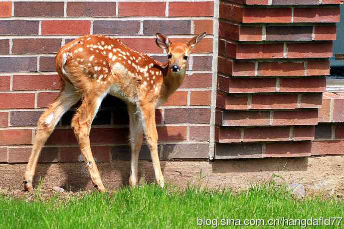 误入校园的小鹿