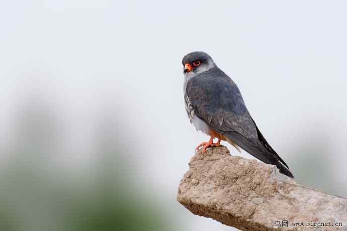 野鸭湖拍的阿穆尔隼