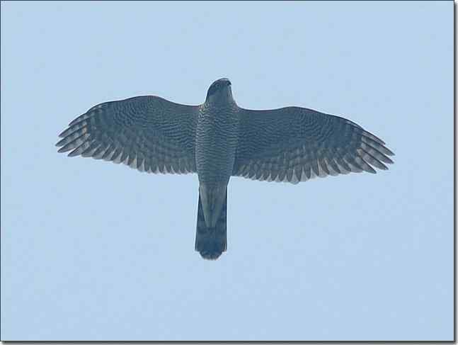 望京楼主峰雾蒙蒙续拍猛禽