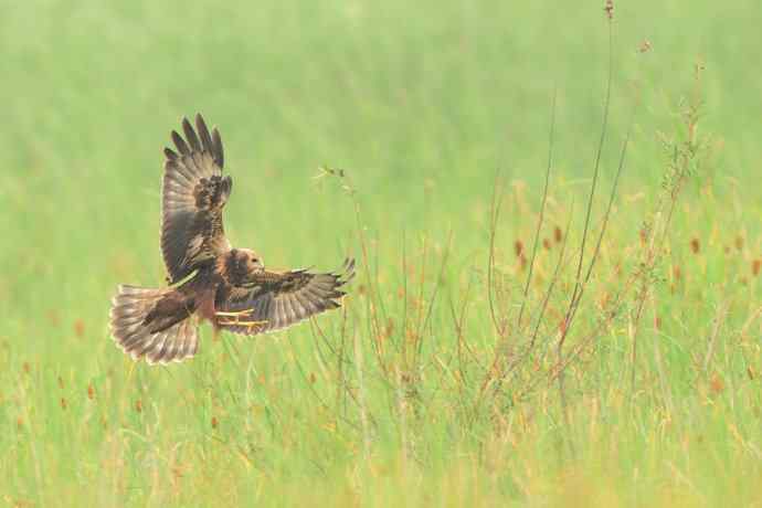 猛禽白腹鹞(生境)