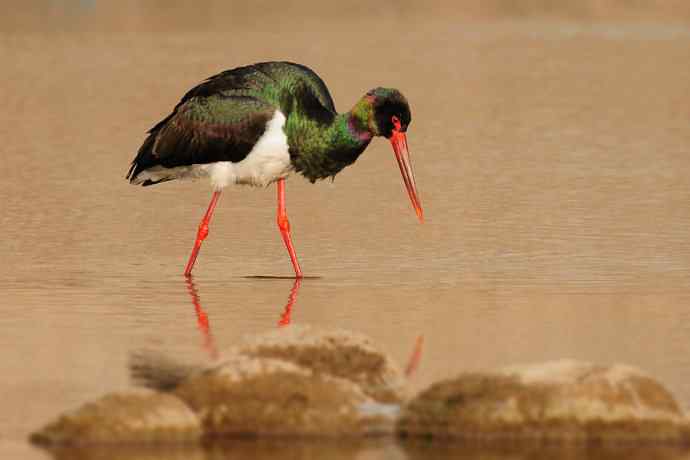 鹭鹳相争 wbr拍翁得意☆★