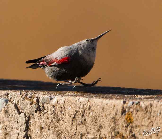 永定河峡谷 wbr路 wbr红翅旋壁雀 永定河峡谷 wbr路 wbr红翅旋壁雀
