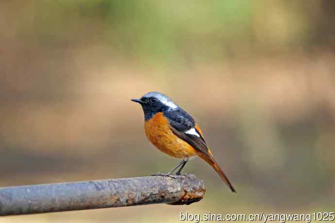 雄性北红尾鸲（32）