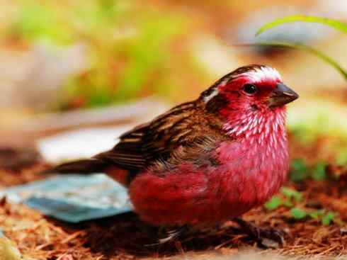 美丽无罪：雀鸟之雀类