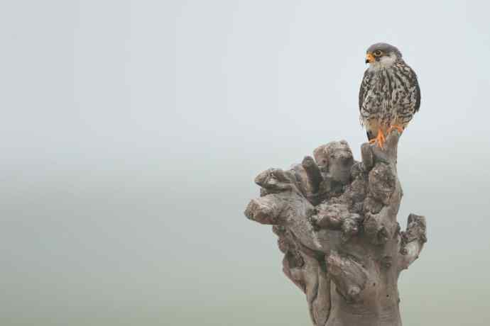 周末野鸭湖（神桩上的小隼）