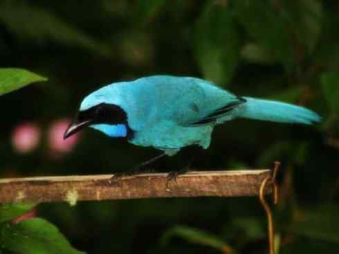 美丽无罪：雀鸟之绿鹊