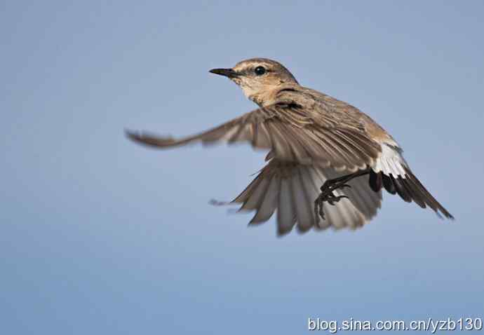 悬停，是一种尽职尽责（组图，22张图片）