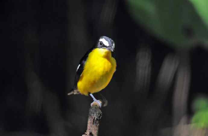 雄性白眉姬鹟（6）