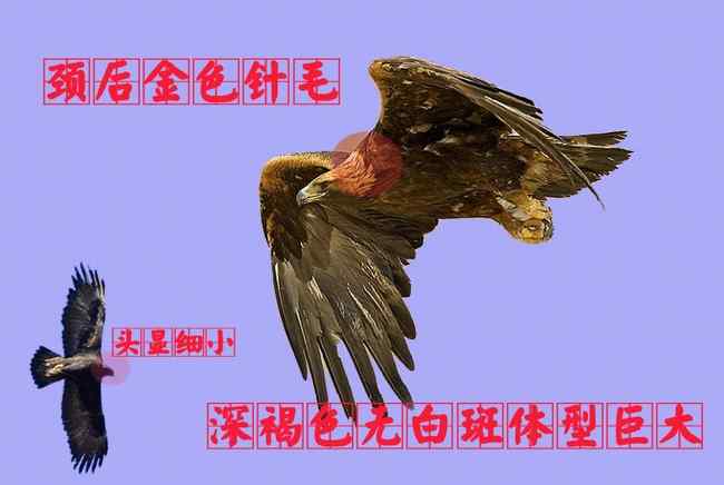 猛禽大全——中国东部地区27种迁徙类猛禽辨识