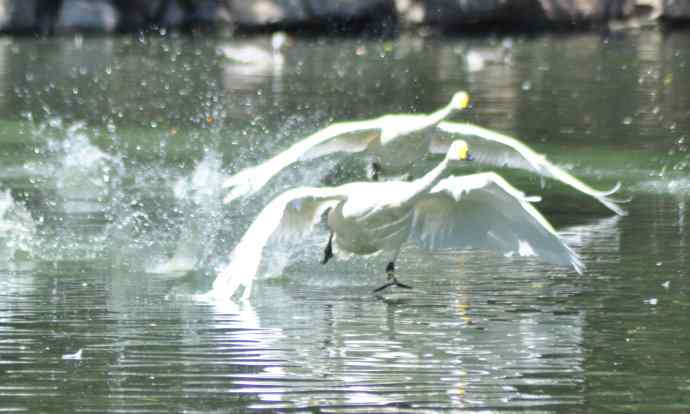 飞（白天鹅） wbr1