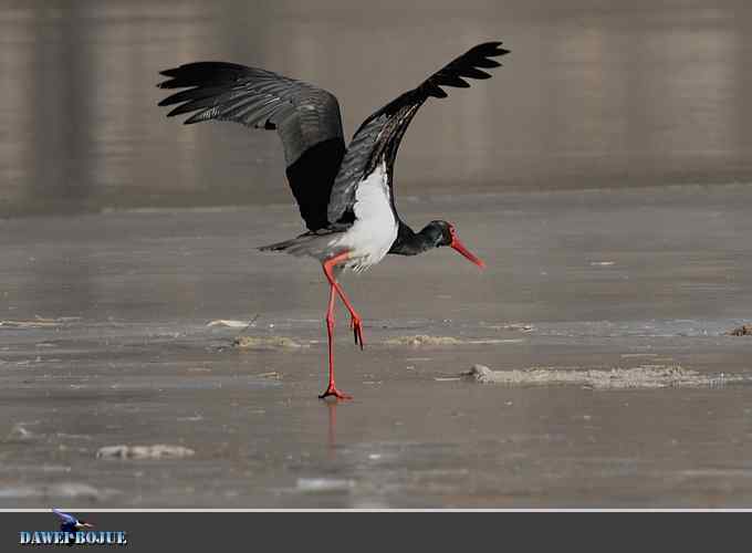 黑鹳和鱼狗 黑鹳和鱼狗