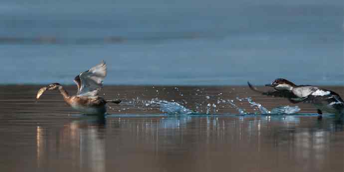 白秋沙鸭抢劫小