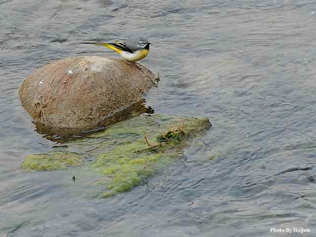 十渡的鸟儿看过来