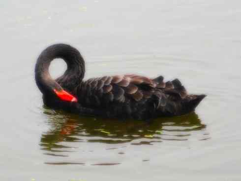 猎奇：奇特的鸟喙之一