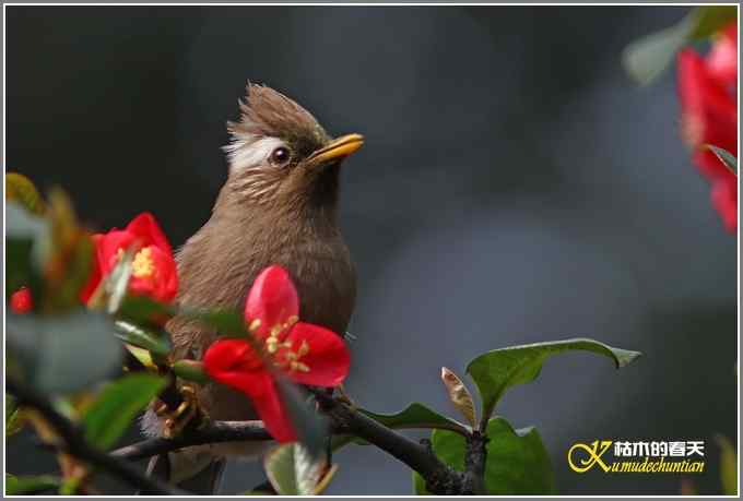 海棠花间的白领凤鹛【照片】
