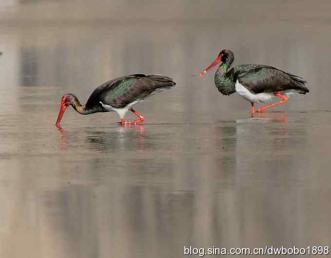 再拍黑巨鸡 再拍黑巨鸡