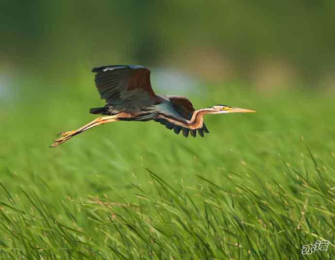 衡水湖拍鸟——草鹭